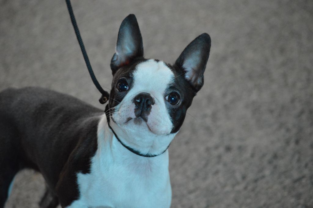 Les Boston Terrier de l'affixe Soulmates Never Die