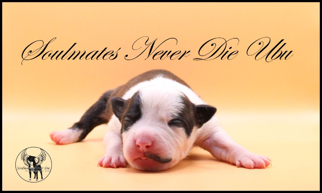 Soulmates Never Die - Les chiots sont nés !