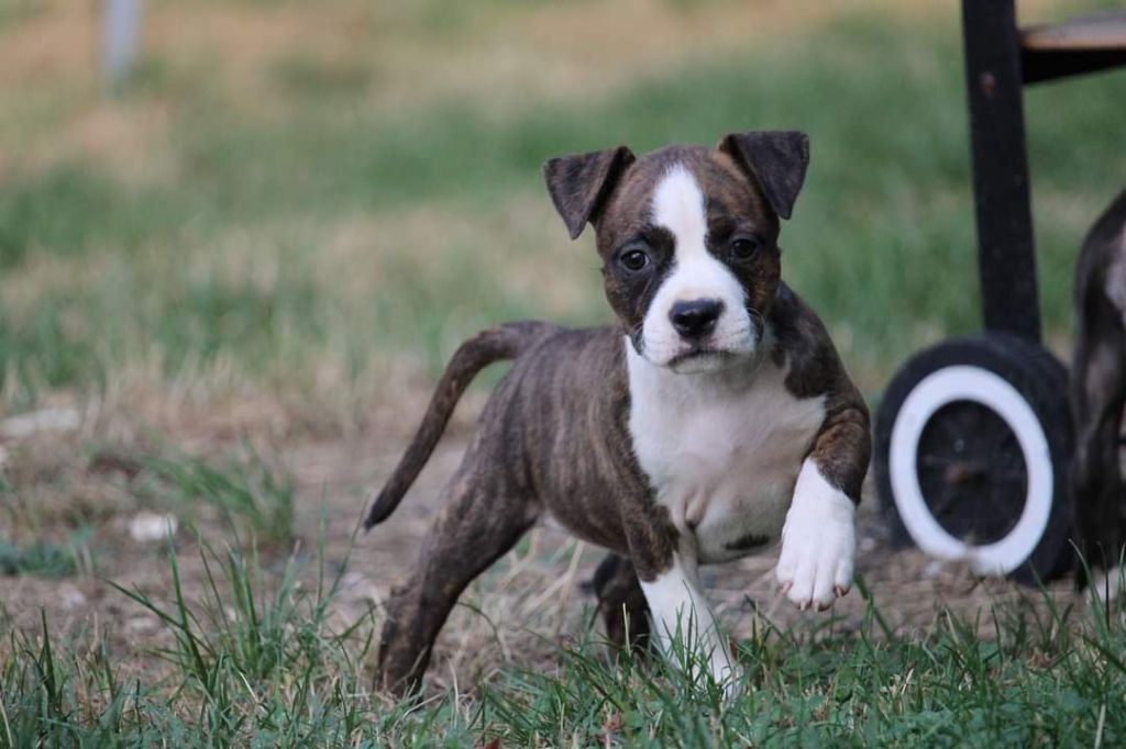 Soulmates Never Die - Chiot disponible  - American Staffordshire Terrier