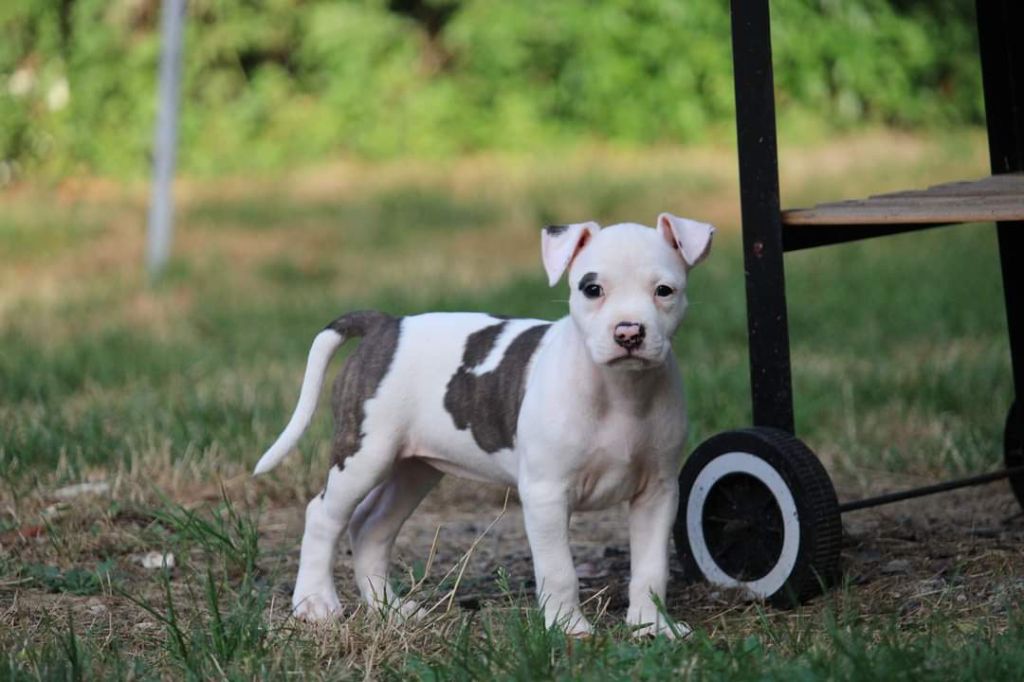 Soulmates Never Die - Chiot disponible  - American Staffordshire Terrier