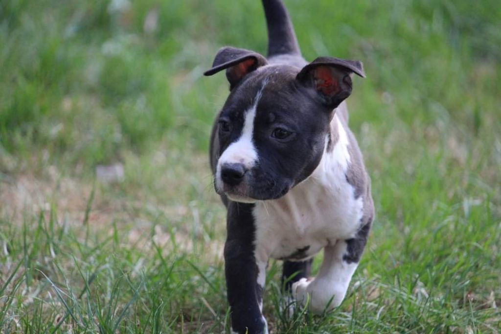 Soulmates Never Die - Chiot disponible  - American Staffordshire Terrier