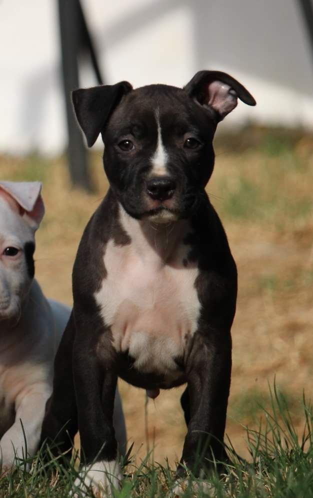 Soulmates Never Die - Chiot disponible  - American Staffordshire Terrier