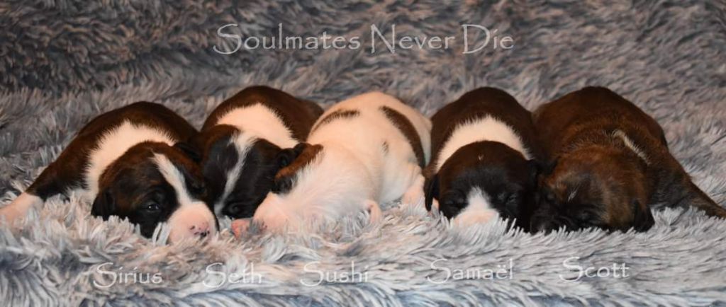 Soulmates Never Die - American Staffordshire Terrier - Portée née le 18/10/2021