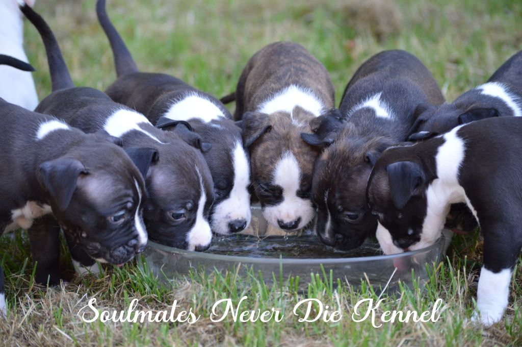 chiot American Staffordshire Terrier Soulmates Never Die