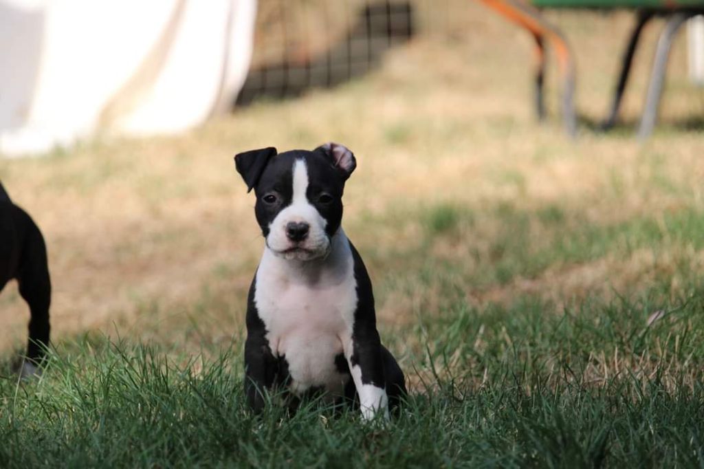 Soulmates Never Die - Chiot disponible  - American Staffordshire Terrier