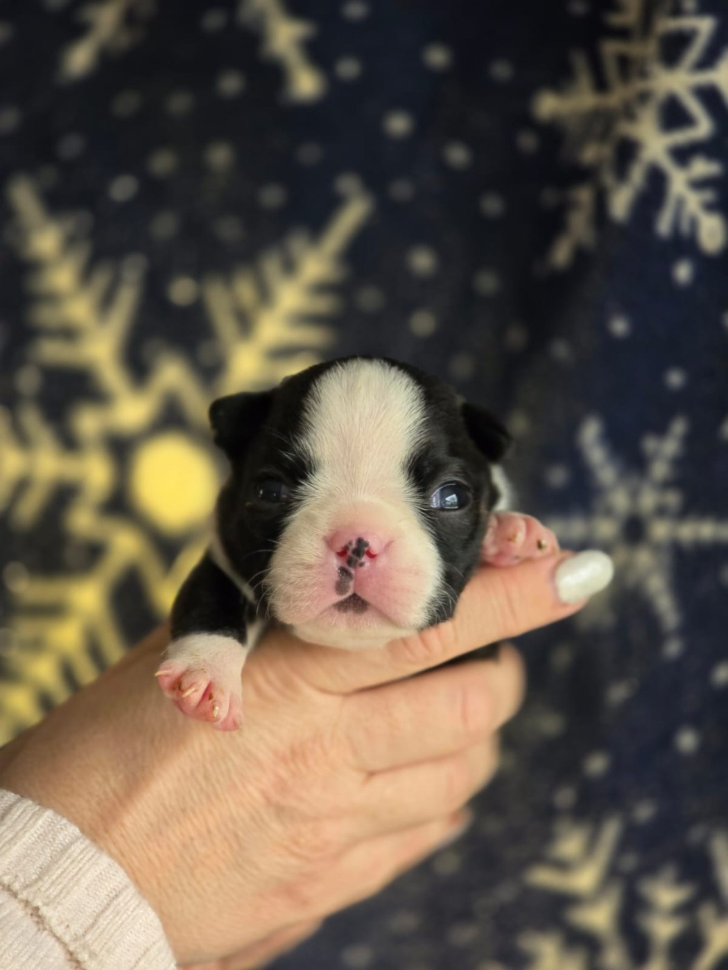 Soulmates Never Die - Chiots disponibles - Boston Terrier