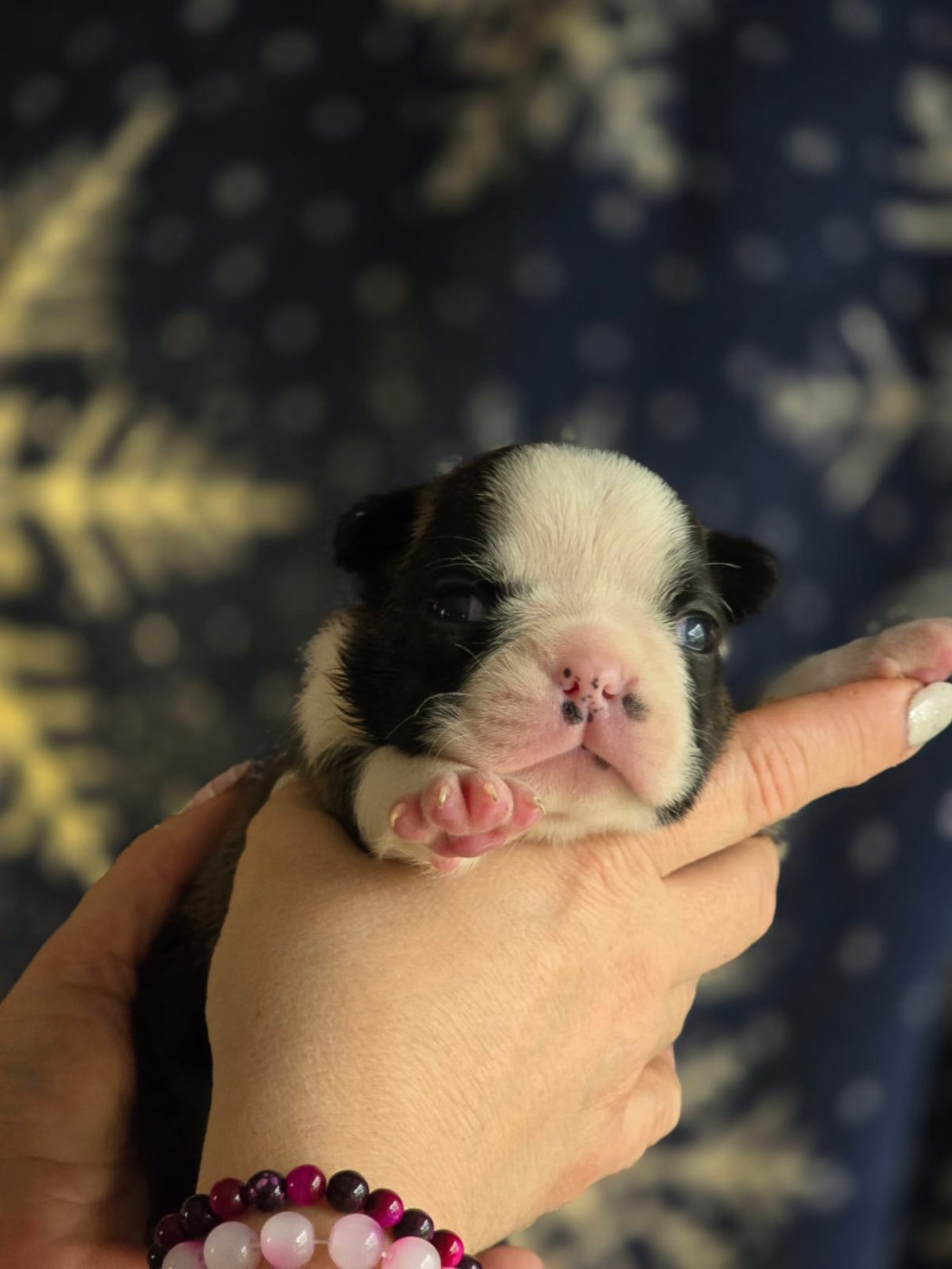 Soulmates Never Die - Chiots disponibles - Boston Terrier