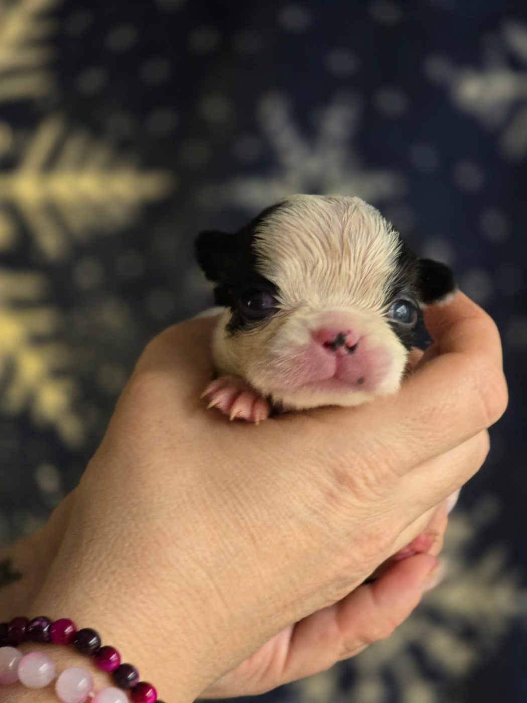 Soulmates Never Die - Chiots disponibles - Boston Terrier