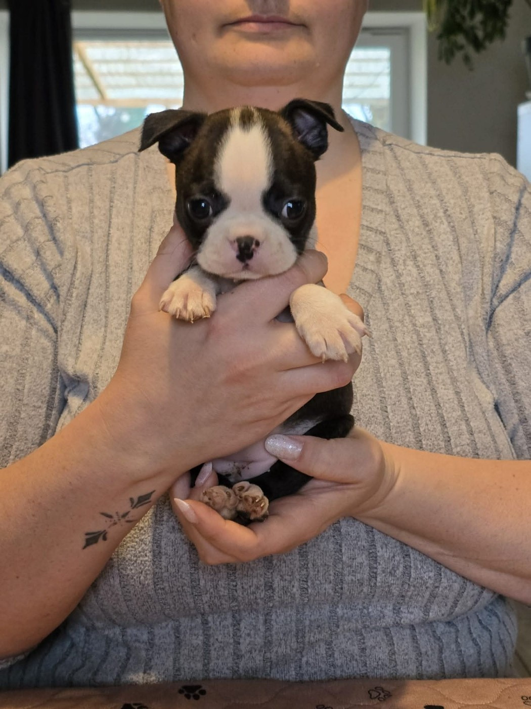 Soulmates Never Die - Chiots disponibles - Boston Terrier