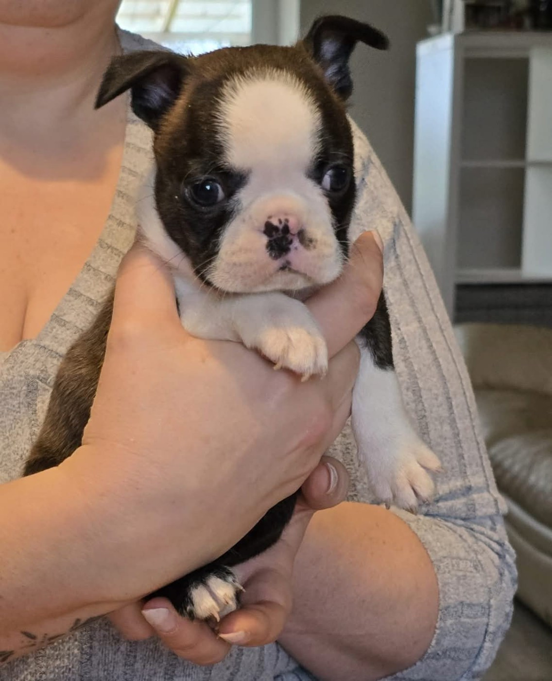 Soulmates Never Die - Chiots disponibles - Boston Terrier